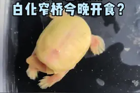 价值百万的白化窄桥今晚开食？ #乌龟 #窄桥蛋龟 #龟 #蛋龟 #白化窄桥视频封面