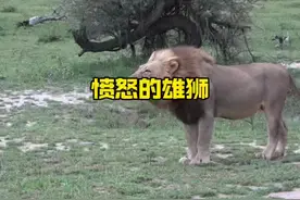 愤怒的雄狮怒吼警告并用行动驱赶对手#解说版动物世界 #野生动物零距离视频封面