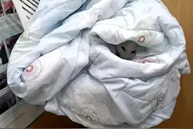 #记录猫咪日常 猫瘟不可怕 对症 按时用药 我还买了干扰素 没用上 严重的要用视频封面