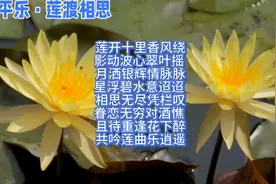 莲渡相思，情牵万里。词中尽显眷恋相思，共赴逍遥岁月。视频封面