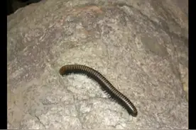 马陆虫用什么药能杀灭视频封面
