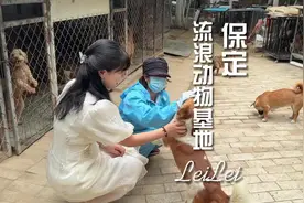 保定有300多只流浪狗的救助基地，是什么样子的#保定 #流浪狗救助视频封面