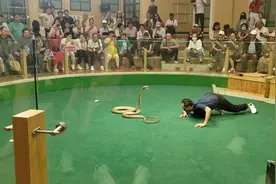 泰国人蛇大战表演视频封面