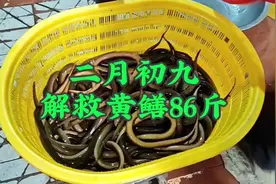 二月初九，解救黄鳝86斤，约600条，回归沱江😀#放生#实地拍摄视频封面