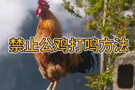 #生活百科 #禁止公鸡打鸣方法