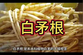 白矛根#识百草 #肾病 #大自然的馈赠视频封面