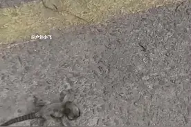 今天路上看到一只小猴子。于是捡起来还给它妈。也不知道他妈有没有感谢我。#野生动物零距离 #真实户外 #惊不惊喜意不意外刺不刺激视频封面