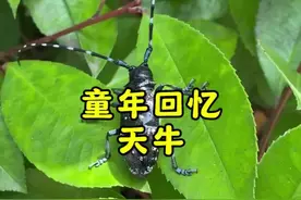 小时候玩过的小昆虫，你们家乡叫什么？#童年回忆视频封面