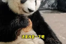 这窝窝头到底是有多难吃啊🤭🤭🤭#来这吸熊猫 #我们的熊猫宝宝被很多人爱着视频封面