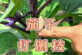 茄子开第一朵花的时候给茄子整枝打叉，让茄子集中营养开花结果#2024新农人计划 #记录我的种植生活 #茄子什么时候打侧枝 #茄子怎样打侧枝 #茄子的种植和管理视频封面