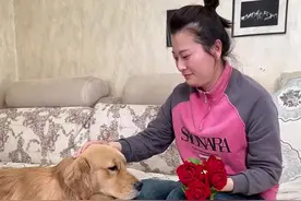叛逆的毛孩子和主人吵架，离家出走，最终醒悟给主人道歉 面对孩子的叛逆，我们不应该是简单的批评和压制。而是应该用爱和理解去引导他们，让他们在叛逆中成长。多给予更多的理解和包容，引导他们正确地表达自己的情感和想法，帮助他们建立正确的价值观和人生观。 #被小狗治愈的一万个瞬间 #养狗养出了养孩子的味道 #狗狗的心思都写在脸上了 #养狗的乐趣 #万物可爱计划视频封面