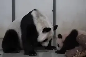 功夫熊猫喀秋莎，已经能熟练掌握翻滚技能了视频封面