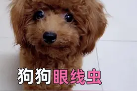 #科学养宠攻略 #养狗经验分享 #狗狗 狗狗眼睛发红，频繁流泪，可能真的是它在作怪，眼线虫视频封面