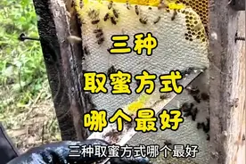 三种取蜜方式哪个最好？ #蜂蜜 #农村养蜂人