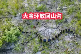 现在是蛇出来吃饱过冬的时候，比较多出来，大家出门注意安全。视频封面