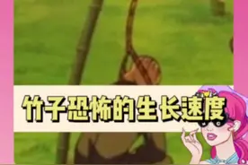 原来竹子不是树啊是草！原来听到的是它生长的声音啊！#万万没想到#竹子 #震惊视频封面