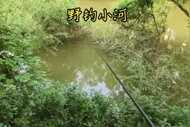野钓乡村小河沟，这种位置甚是罕见，简直就是纯天然鱼窝！视频封面