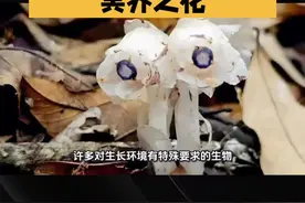 云南深山惊现七株“冥界之花”！神秘又震撼，大自然的奇迹flowers 🌿 #内容很真实 #科普一下