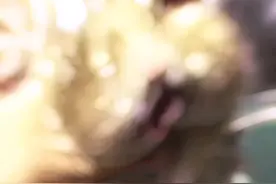 “鼠式仓库”