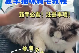 夏天猫咪剃毛教程来了❗️新手美容师必看 #猫咪剃毛 #宠物美容培训 #宠物美容培训学校 #宠来了 #成都宠物美容培训