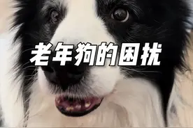 狗狗岁数大了也是个挺愁人的事儿啊#边牧 #养狗的乐趣 #抖音精选 #万物可爱计划 #宅家治愈记视频封面