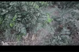 甘草别名： 美草，蜜草，国老 主要功效： 益气补中，祛痰止咳视频封面
