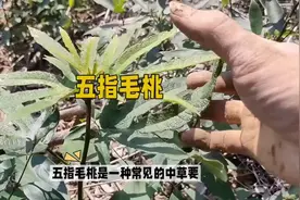五指毛桃#上热门话题🔥🔥🔥 #中医 #我为中医扛大旗 #医学科普视频封面