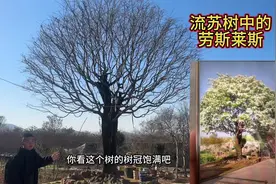 太疯狂，农村一颗百年流苏王要价200万，真是堪比车中劳斯莱斯啊视频封面