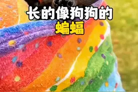 长的像狗狗的蝙蝠你见过吗 吃东西也太可爱了#狐蝠#果蝠#神奇动物在抖音