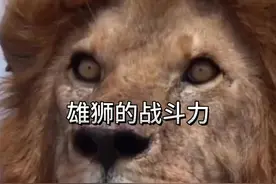 雄狮的战斗力有多豪横 #看动物世界品百味人生 #野生动物零距离视频封面