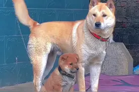 狗永远是狗，永远忠于主人 #农村土狗 #中华田园犬 #看家护院 狗对主人的爱是纯粹的，给一点残羹剩饭，就爱你一辈子。视频封面
