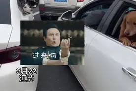 高速堵车司机想要加塞，二哈第一个不答应！结果金毛下车后二哈秒怂（来源：@🍵 ）#二哈视频封面