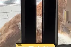 狗狗在这占地盘呢 #神奇动物在抖音 #搞笑配音视频封面