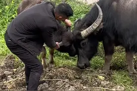 母子情深 很多朋友说奶糖牛牛好久没见妈妈了，今天带奶糖和妈妈见一面#记录真实生活 #动物 #田园生活 #母子情深视频封面