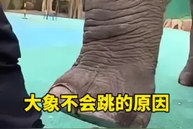 大象不会跳的原因 #开眼界了 #科普一下 #有趣的冷知识 #热门推荐视频封面