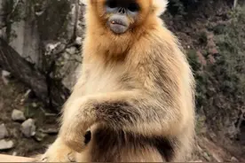 全网最文明“绅士猴”在甘肃 #甘肃 #金丝猴 #我为家乡代言 #安奕安 #甘肃美食不止麻辣烫视频封面