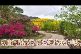 广东惠州博罗观音阁镇赏花-黄花风铃木兰小山坡#惠州赏花视频封面