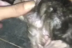 每天更新有趣的小猴视频#猴子🐒 #猴子 #小猴子 #猴子视频 #膏药猴视频封面
