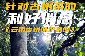 《云南省古茶树保护条例》的出台对喝茶的做茶的以及茶农影响都很大，我帮您做下重点解读建议点赞收藏！#古树茶 #洪庆先生说茶 #洪庆号视频封面