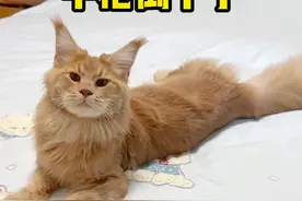 小猫志胜中枪倒下了#萌宠 #缅因猫 #铲屎官的乐趣 #喵咪的迷惑行为 #猫咪视频封面