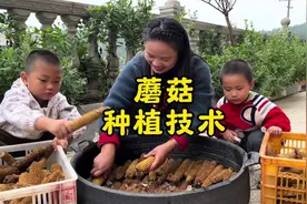 玉米芯种植全过程来了，感兴趣的朋友点赞收藏，跟着一起试一试吧视频封面
