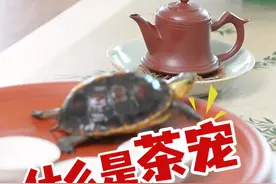 茶宠呢，就是喝茶人的宠物，我一杯，它一杯，茶喝多了就温润漂亮了。一起来晒晒你的茶宠。#潮汕 #工夫茶 #茶宠视频封面