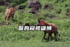 鬣狗群准备强行抢夺三头雄狮的食物，狮狗大战一触即发#野生动物零距离视频封面