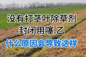 农友反馈，难道有人喷了草甘膦？#农民种地不容易 #三农 #老百姓关心的话题 #农作物农技110视频封面