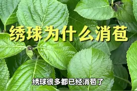 绣球为什么消苞#绣球花 #花卉基地 #我的花园 #花农视频封面