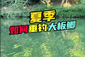 夏季如何垂钓大板鲫 #钓鱼技巧 #2024dou来钓鱼 #原来钓鱼才是抖音运动顶流 #夏日钓鱼不停歇 #dou来钓鱼视频封面