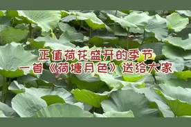 正是荷花盛开的季节，一首《荷塘月色》送给大家。 #荷塘美景视频封面