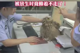 警方提示：猫头鹰属于国家二级保护动物，个人饲养国家保护动物属于违法行为，如果群众发现受伤、落单的猫头鹰等野生动物，切不可自行圈养或盲目放生，应及时联系有关部门开展专业救助，拨打110或者联系当地动物救助部门进行妥善处置。视频封面