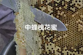 槐花蜜是蜂蜜的一种，主要功效和作用是为身体提供营养和能量视频封面