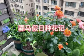 二四八月乱穿衣，我在家里挖土挥汗如雨💦视频封面